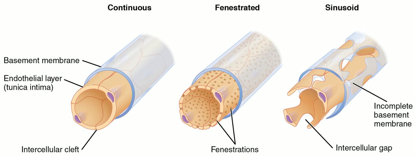 Ilustração anatômica: Capilar sanguíneo (Capillaries)