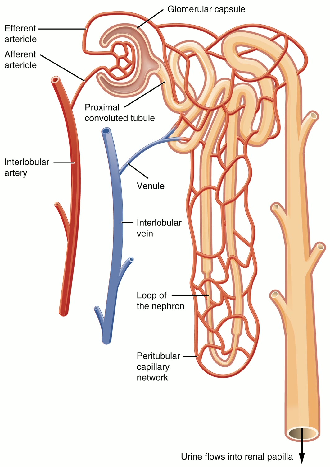 Esquema de um néfron com a cápsula glomerular, as arteríolas aferente e eferente, o túbulo contorcido proximal e a alça do néfron, acompanhados dos capilares