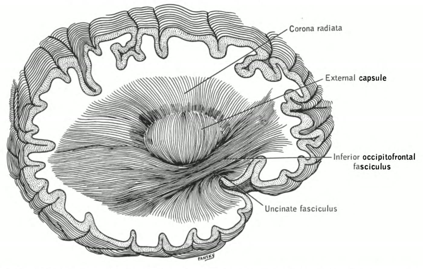 Ilustração anatômica: Cápsula externa (External Capsule)