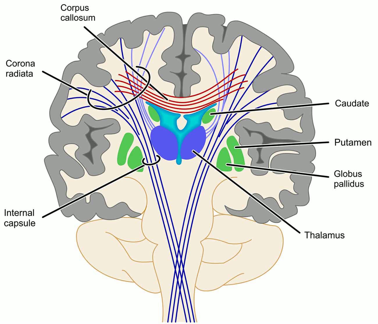 Ilustração anatômica: Cápsula interna (Internal Capsule)