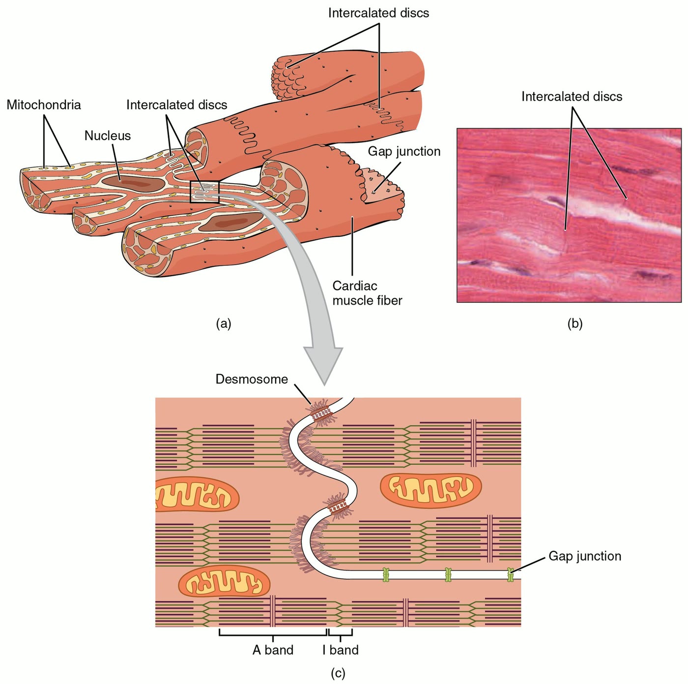 Ilustração anatômica: Cardiomiócito (Myocytes, Cardiac)