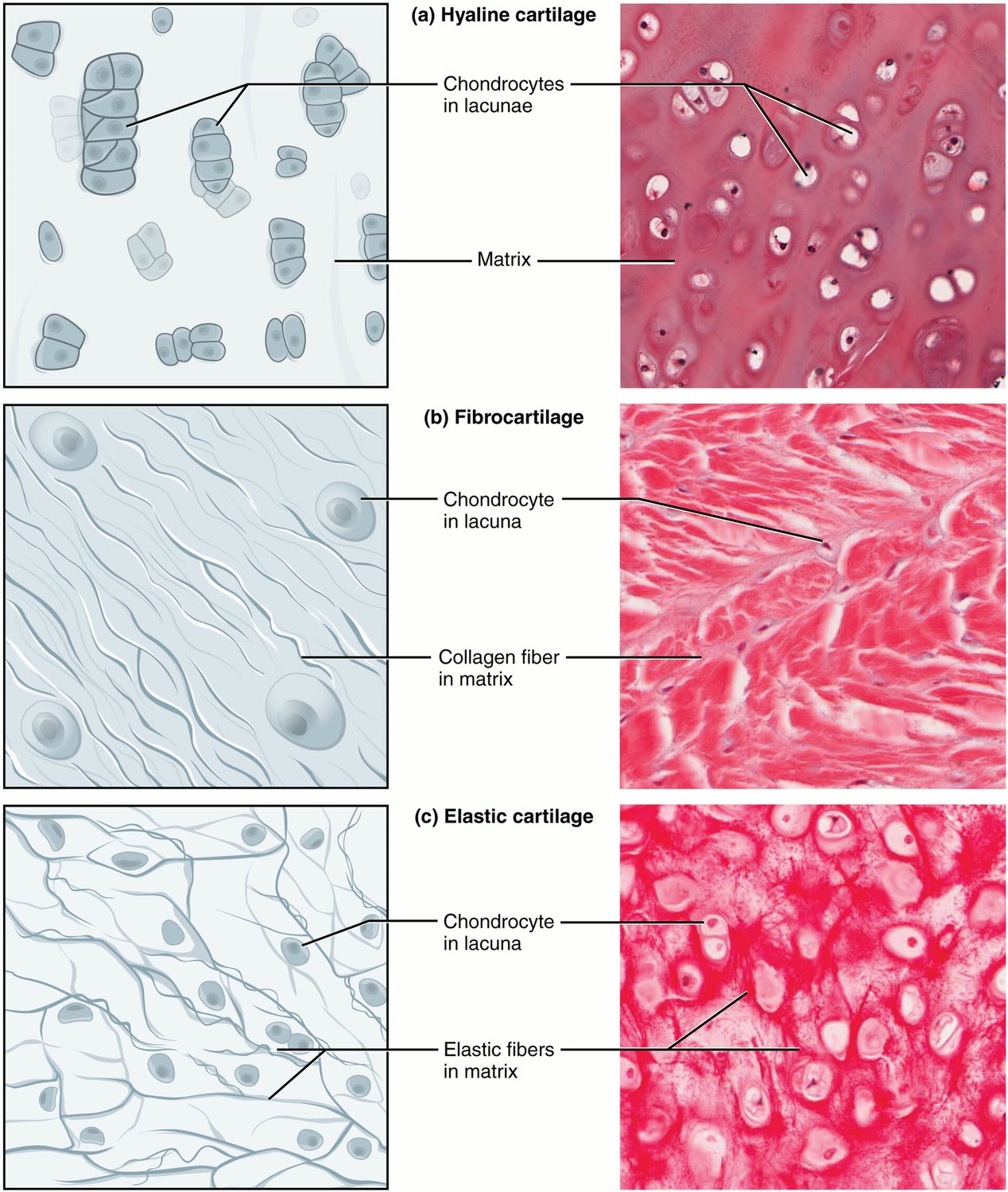 Ilustração anatômica: Cartilagem (Cartilage)