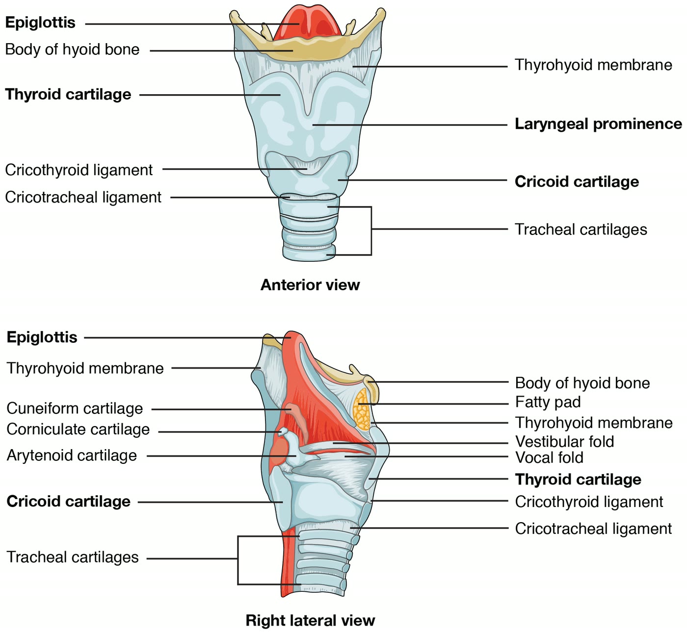 Ilustração anatômica: Cartilagens da laringe (Laryngeal Cartilages)
