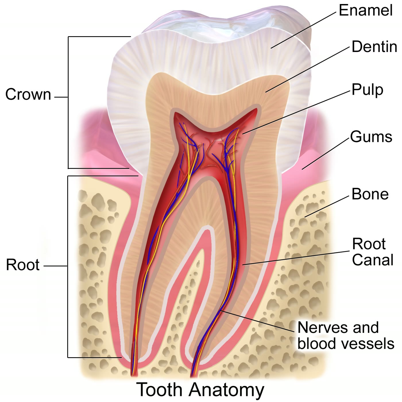 Ilustração anatômica: Cavidade pulpar (Dental Pulp Cavity)