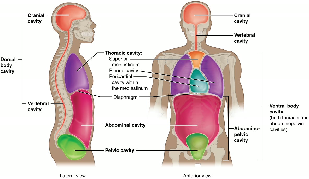 Ilustração anatômica: Cavidade torácica (Thoracic Cavity)