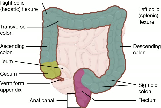 Ilustração anatômica: Ceco (Cecum)