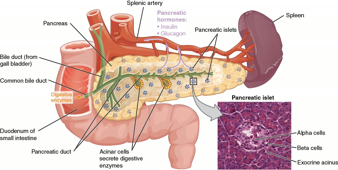 Detalhe microscópico de uma ilhota pancreática com as células alfa, as células beta e o ácino exócrino indicados