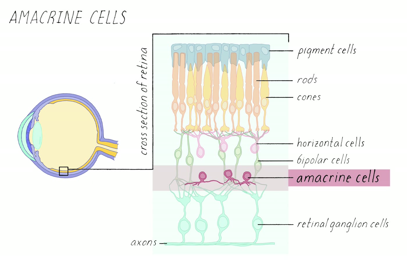 Ilustração anatômica: Célula amácrina (Amacrine Cells)