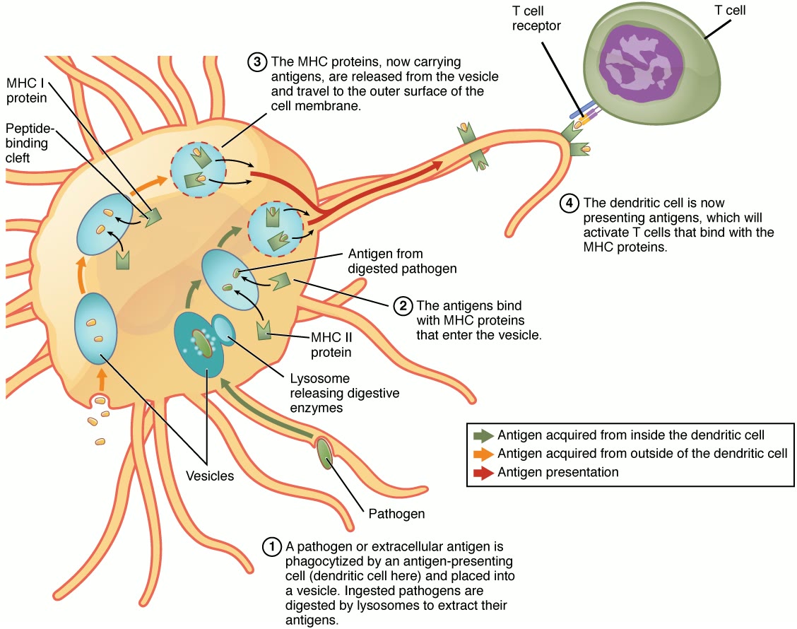 Ilustração anatômica: Célula apresentadora de antígeno (Antigen-Presenting Cells)