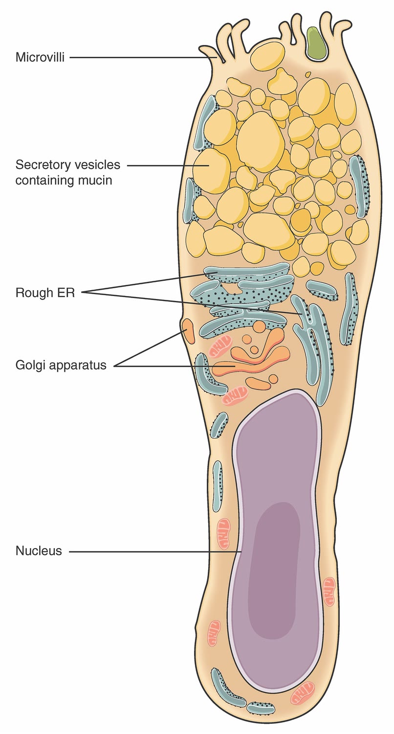 Ilustração anatômica: Célula caliciforme (Goblet Cells)