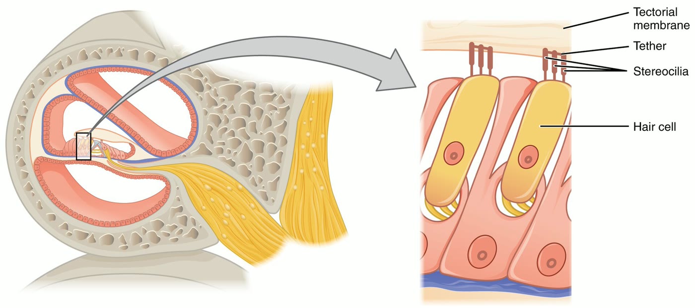 Ilustração anatômica: Célula ciliada auditiva (Hair Cells, Auditory)