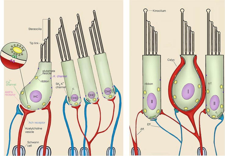 Ilustração anatômica: Célula ciliada interna (Hair Cells, Auditory, Inner)