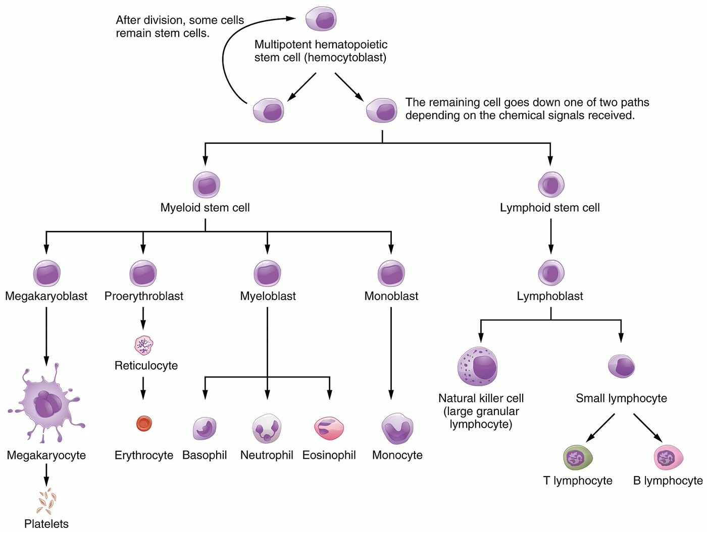 Ilustração anatômica: Célula da medula óssea (Bone Marrow Cells)