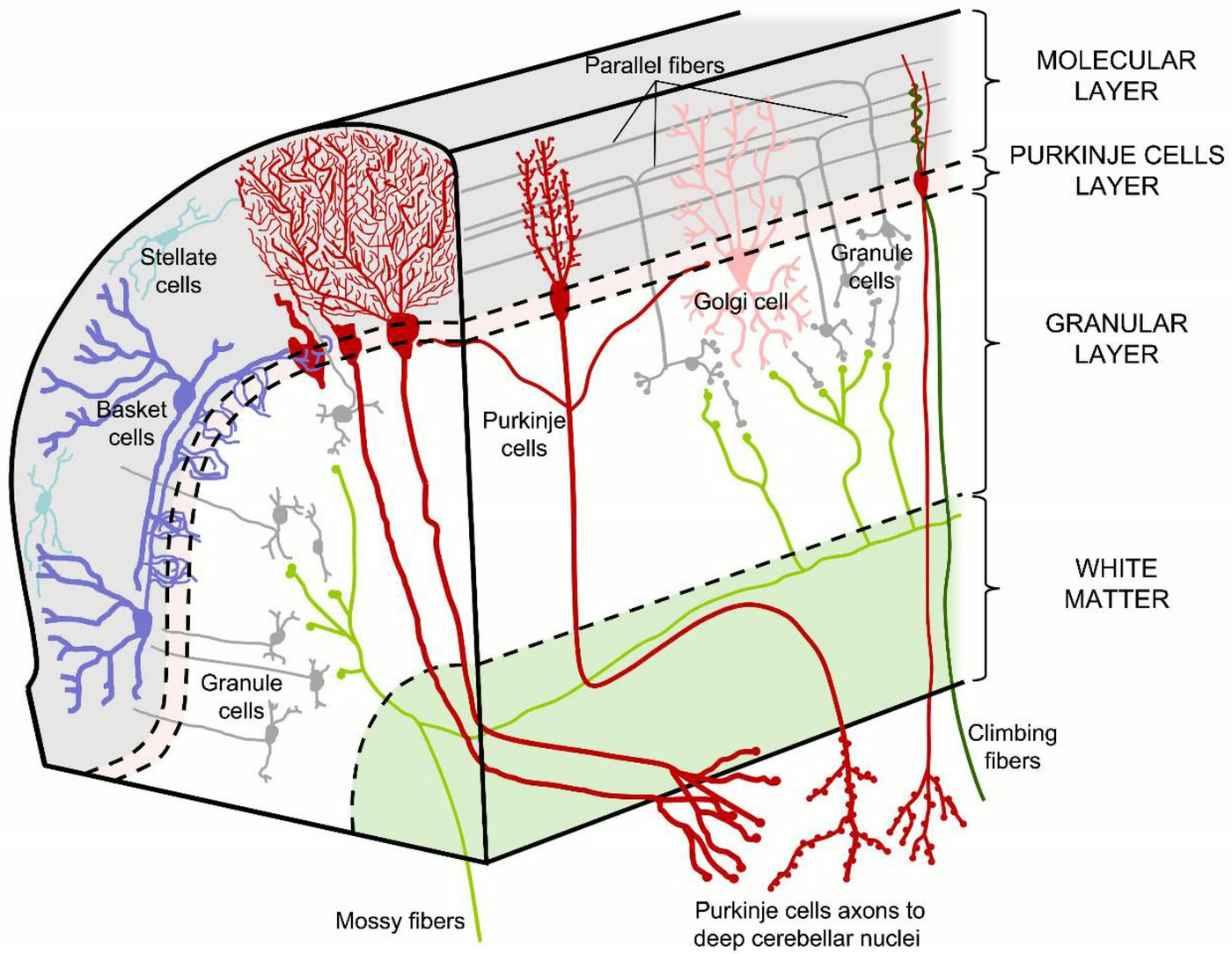 Ilustração anatômica: Célula de Golgi do cerebelo (Cerebellar Golgi Cells)