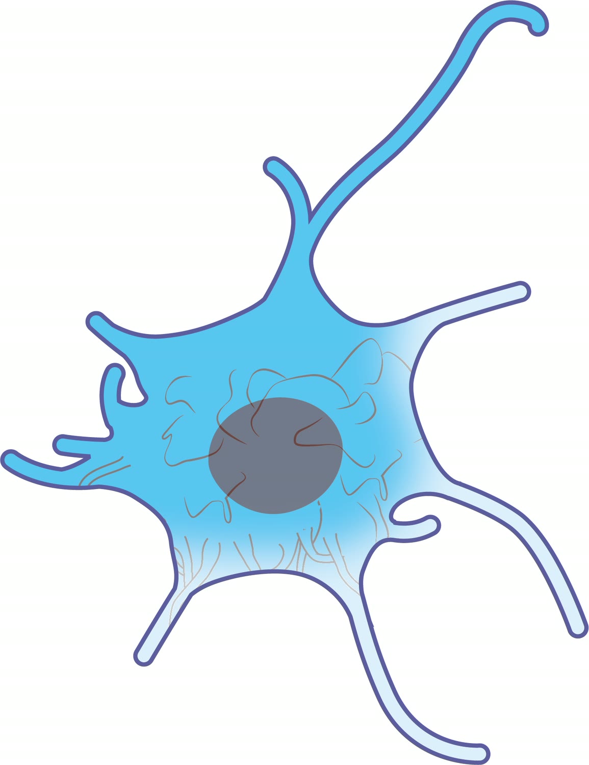 Ilustração anatômica: Célula de Langerhans (Langerhans Cells)