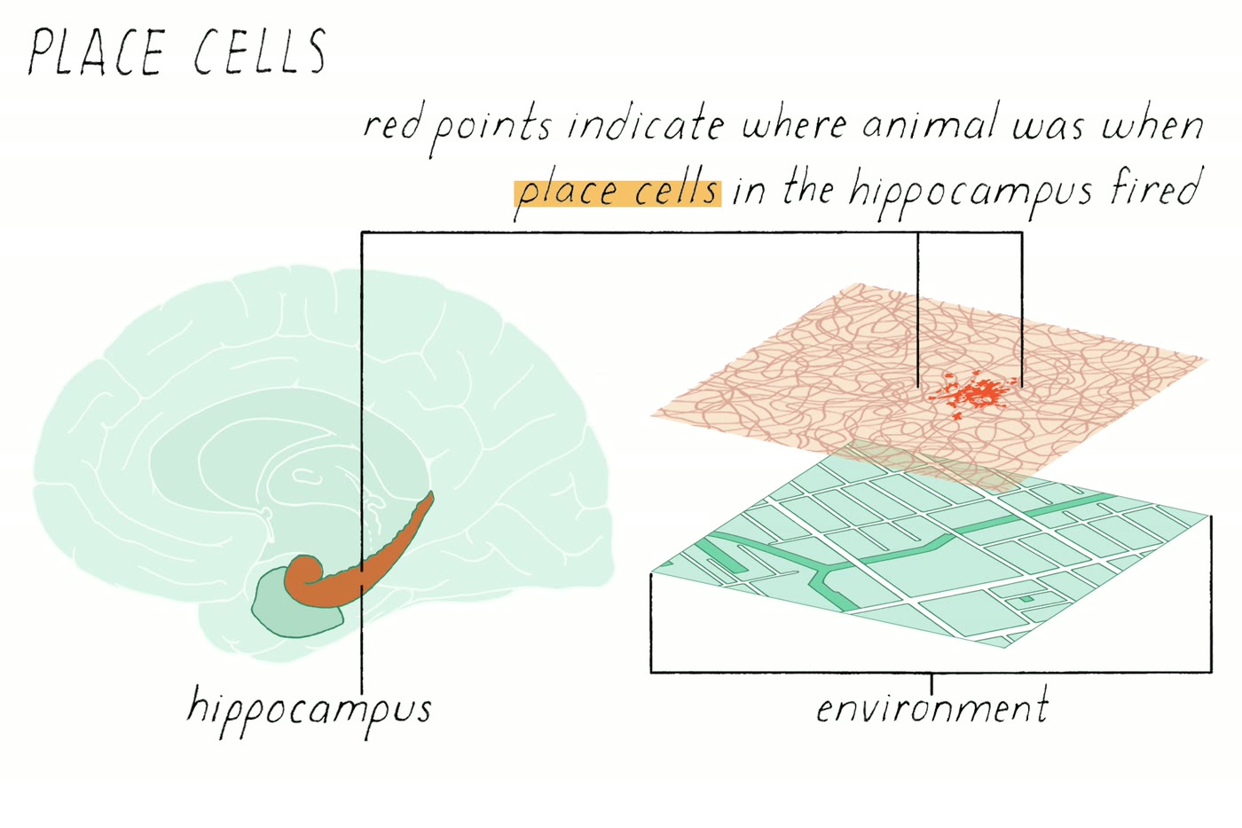 Ilustração anatômica: Célula de lugar (Place Cells)