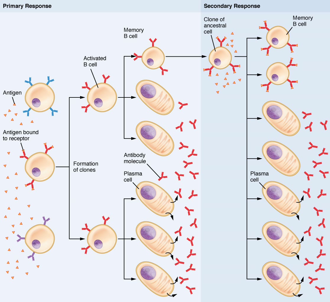 Ilustração anatômica: Célula de memória imunológica (Immunological Memory Cells)