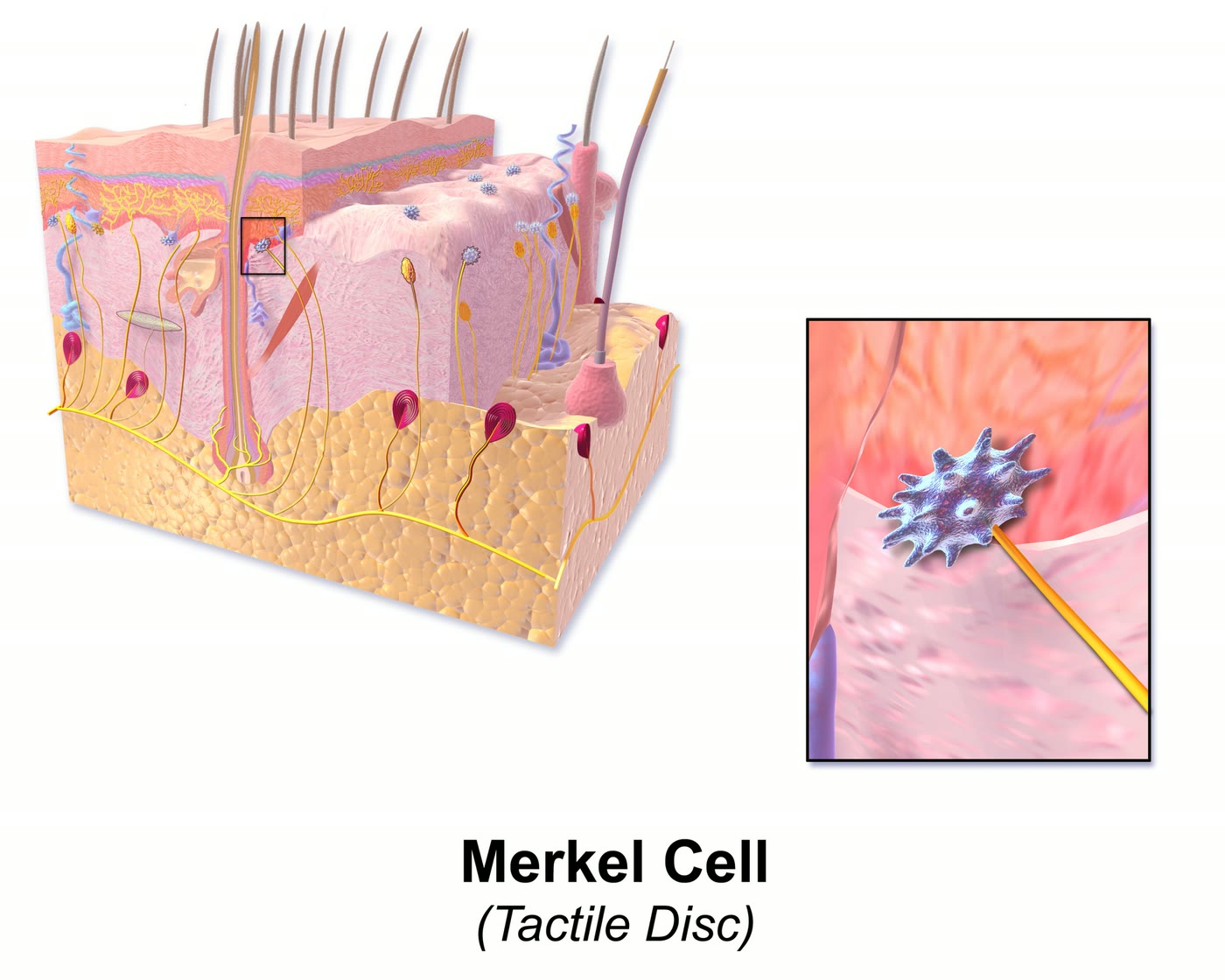 Ilustração anatômica: Célula de Merkel (Merkel Cells)