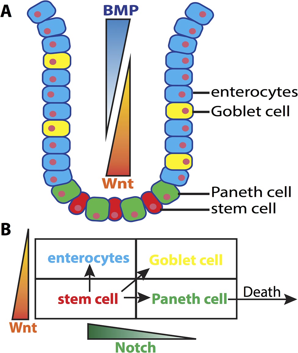Esquema de uma cripta intestinal com enterócitos, células caliciformes e, no fundo da cripta, as células de Paneth e as células-tronco