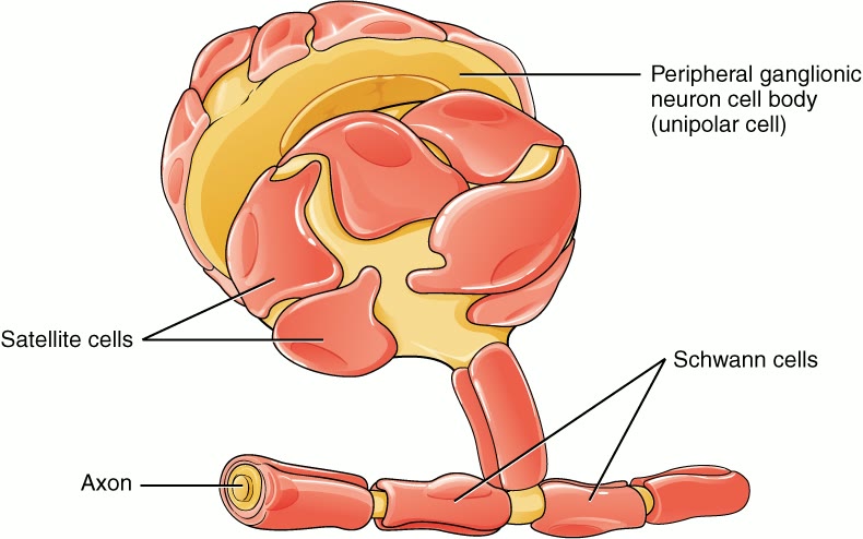 Ilustração anatômica: Célula de Schwann (Schwann Cells)