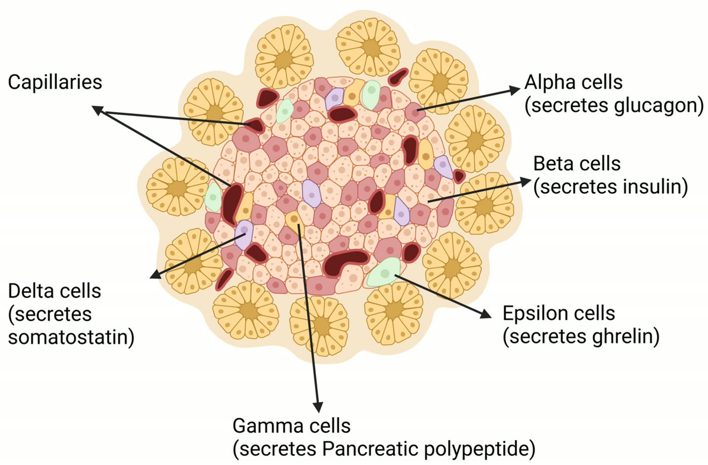 Ilustração anatômica: Célula delta pancreática (Somatostatin-Secreting Cells)