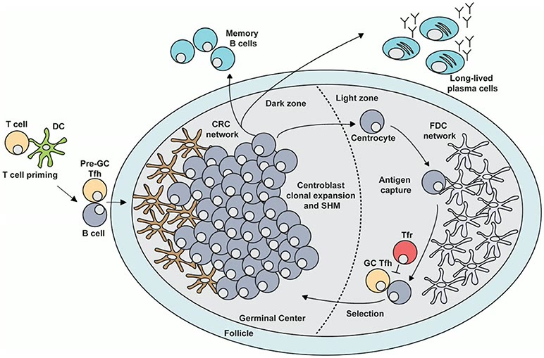 Ilustração anatômica: Célula dendrítica folicular (Dendritic Cells, Follicular)