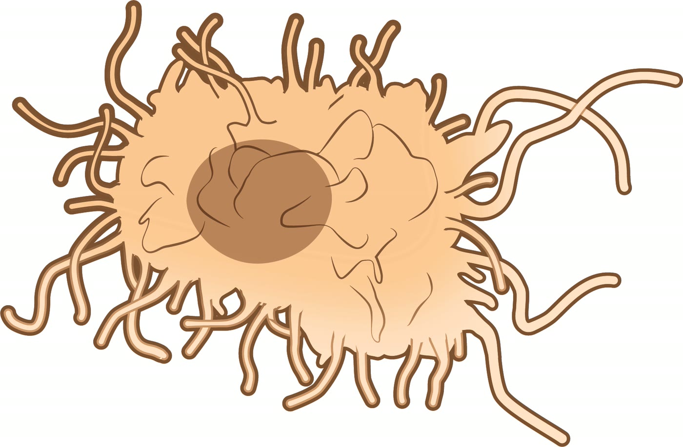 Ilustração anatômica: Célula dendrítica (Dendritic Cells)