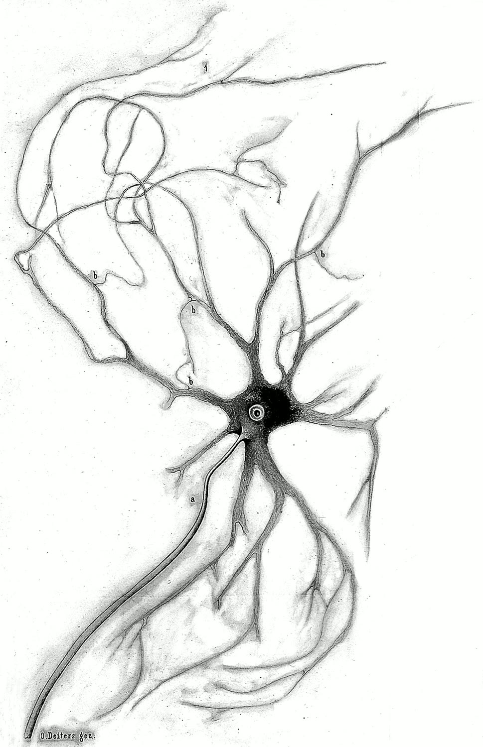 Ilustração anatômica: Célula do corno anterior (Anterior Horn Cells)