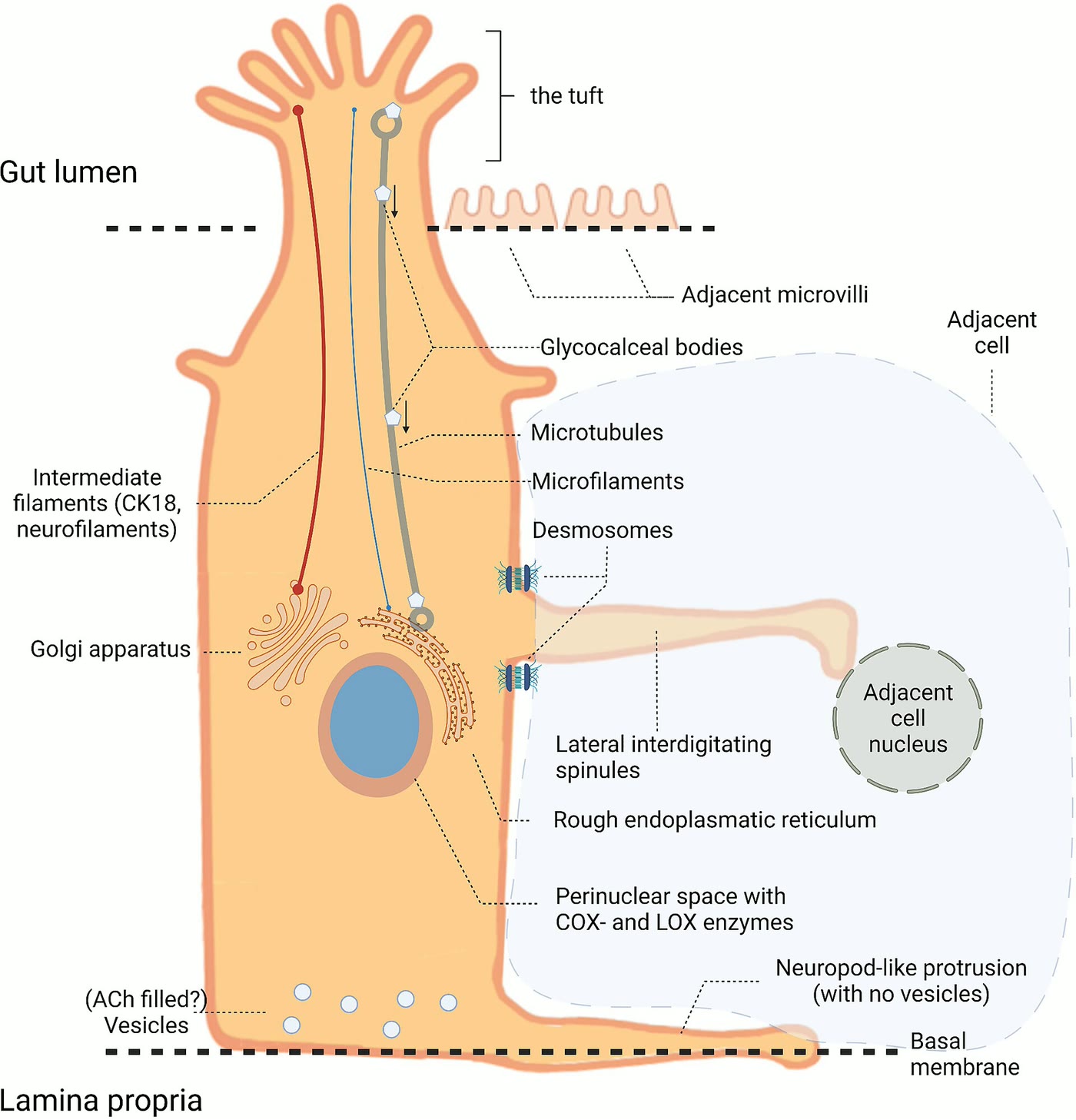 Ilustração anatômica: Célula em tufo (Tuft Cells)