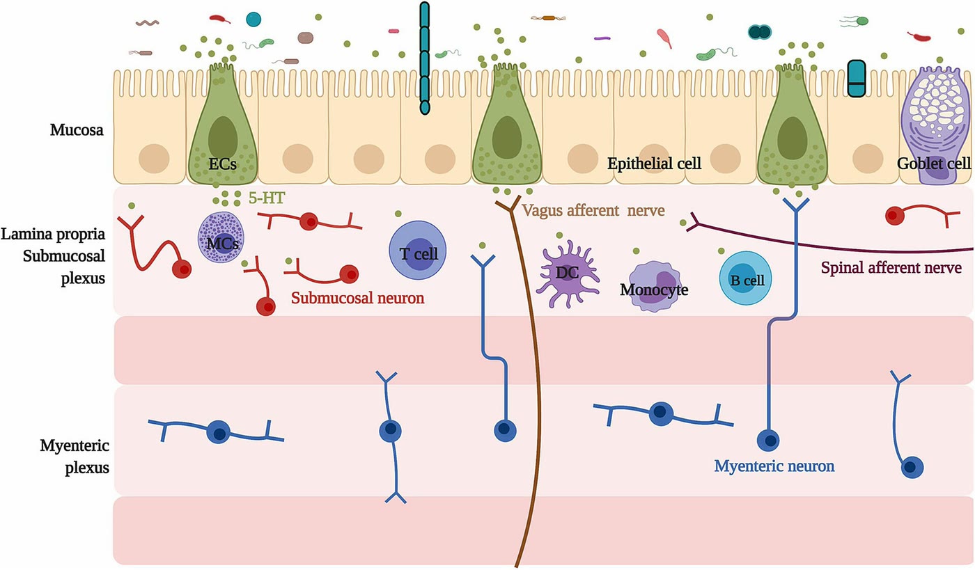 Ilustração anatômica: Célula enterocromafim (Enterochromaffin Cells)
