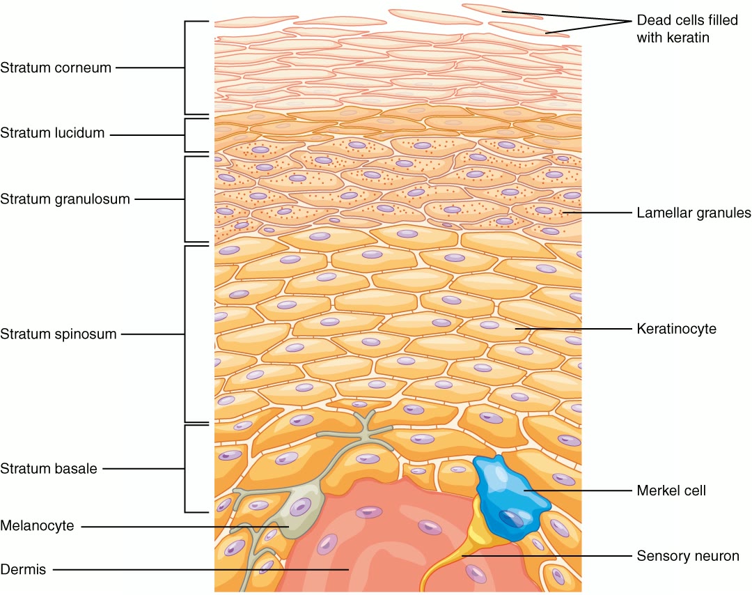Esquema das camadas da epiderme com queratinócitos, melanócito e célula de Merkel