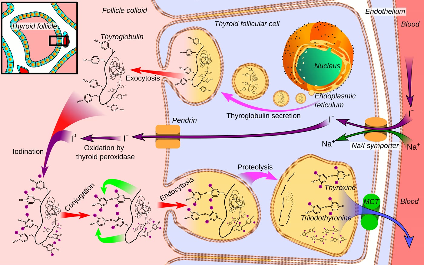 Esquema de uma célula folicular da tireoide e do coloide do folículo, com as etapas da síntese dos hormônios tireoidianos