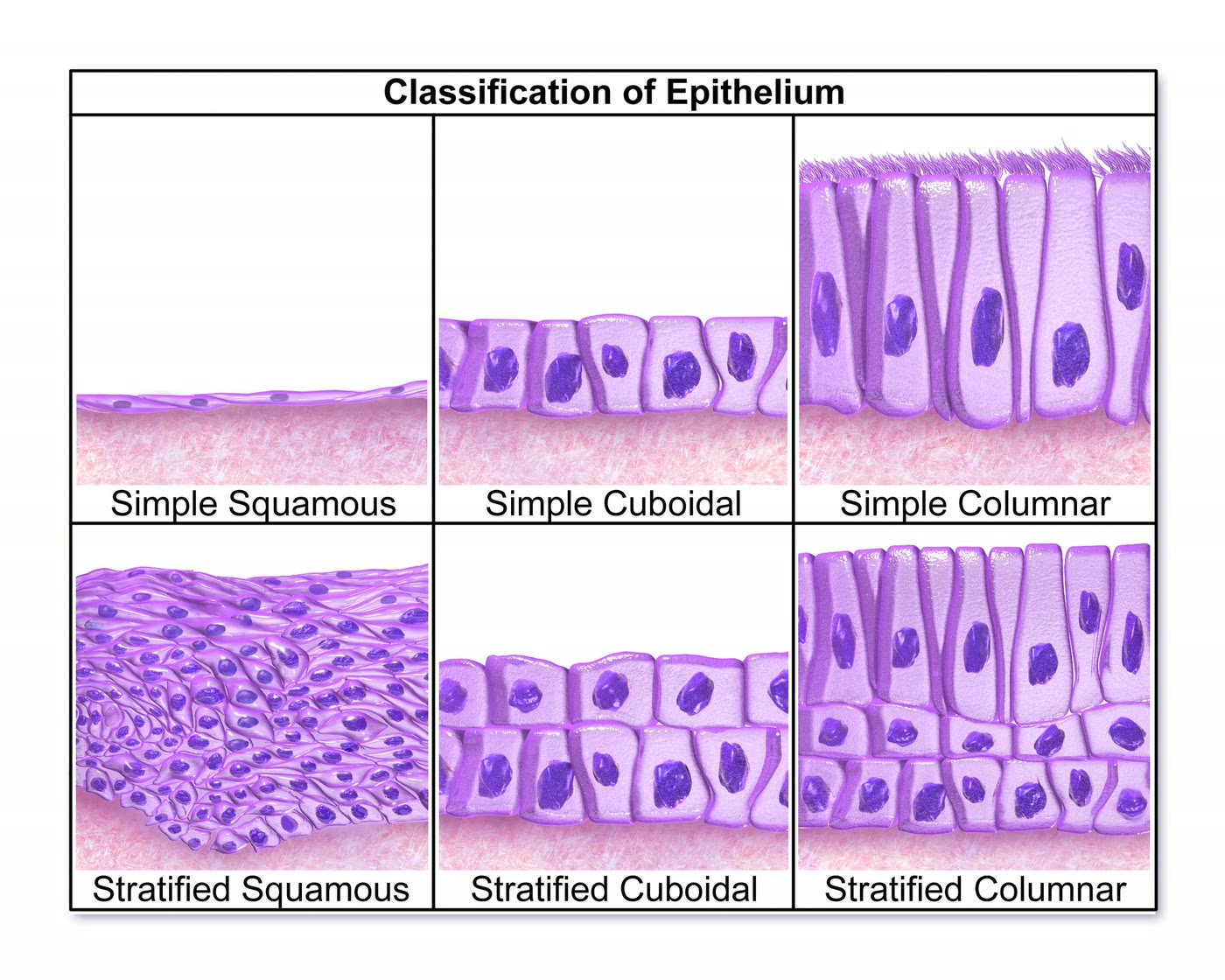 Esquema da classificação dos epitélios: simples e estratificado, pavimentoso, cúbico e colunar