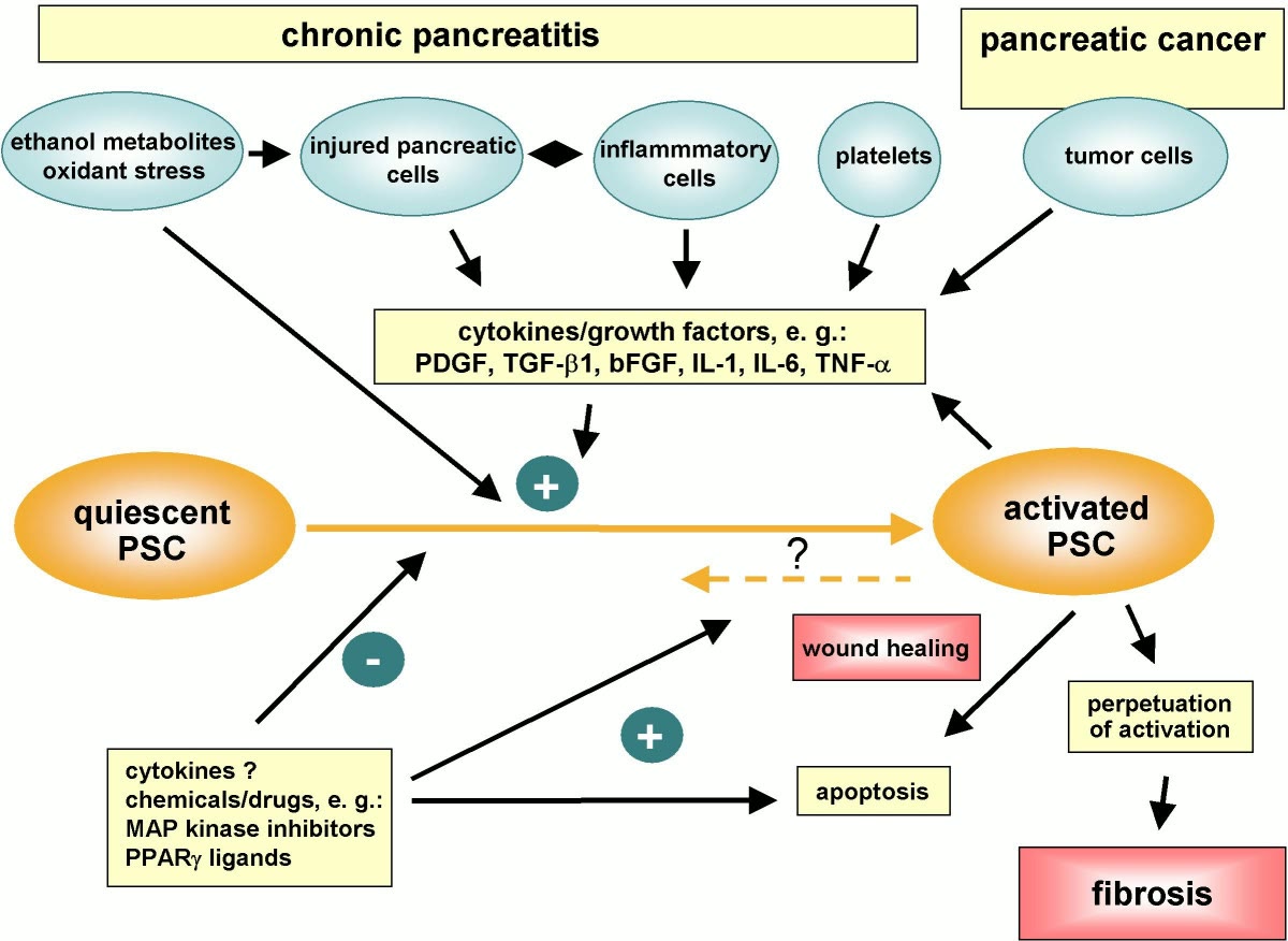Ilustração anatômica: Célula estrelada pancreática (Pancreatic Stellate Cells)
