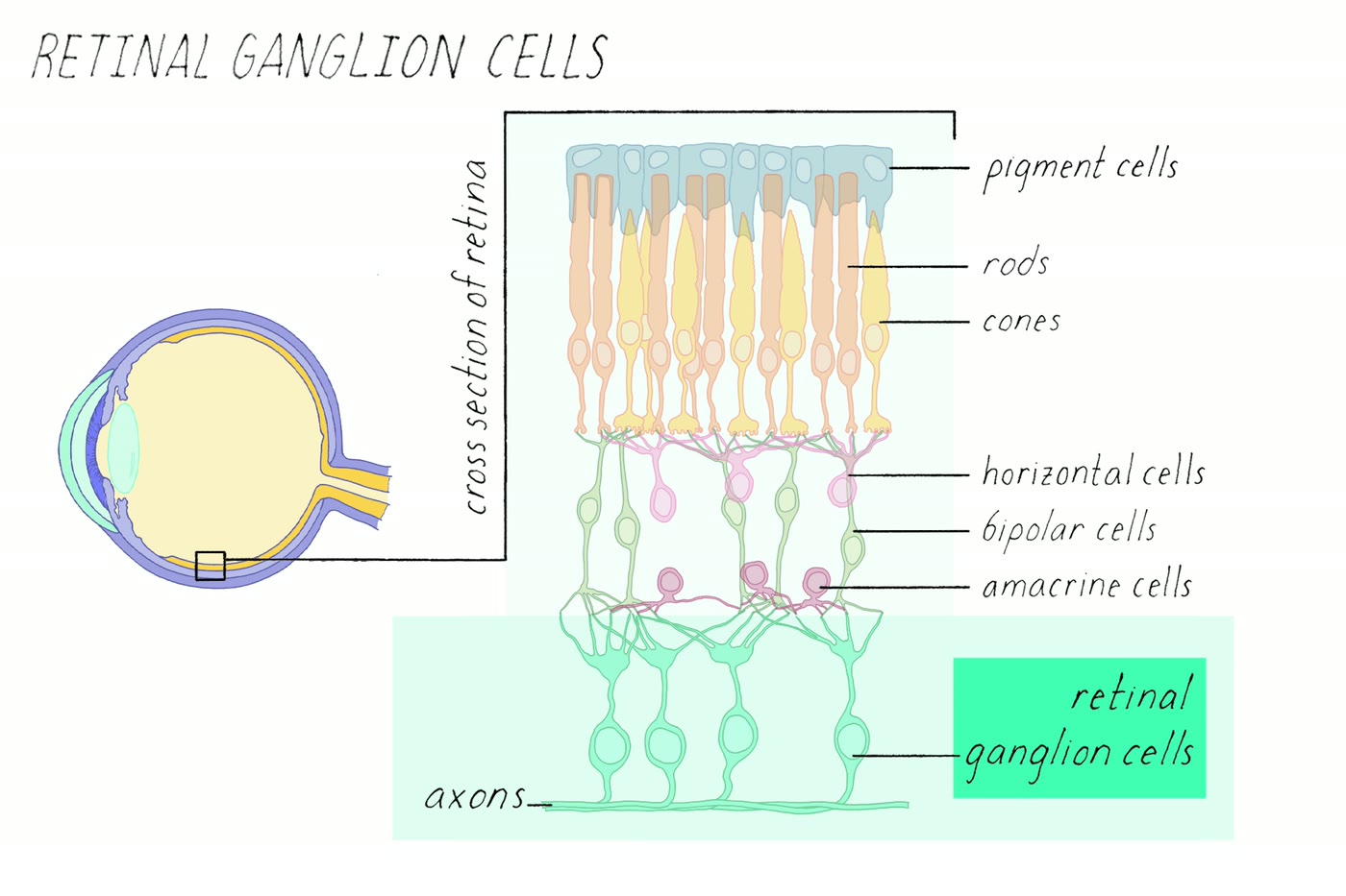 Ilustração anatômica: Célula ganglionar da retina (Retinal Ganglion Cells)