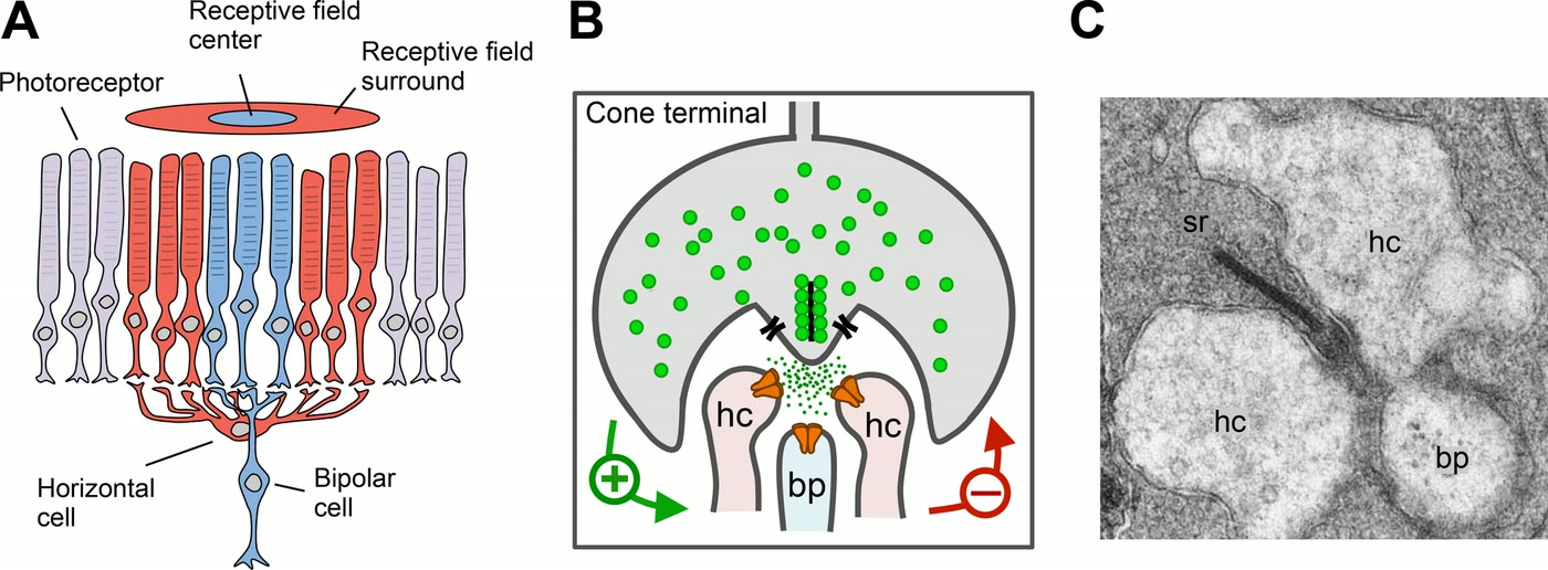 Ilustração anatômica: Célula horizontal da retina (Retinal Horizontal Cells)