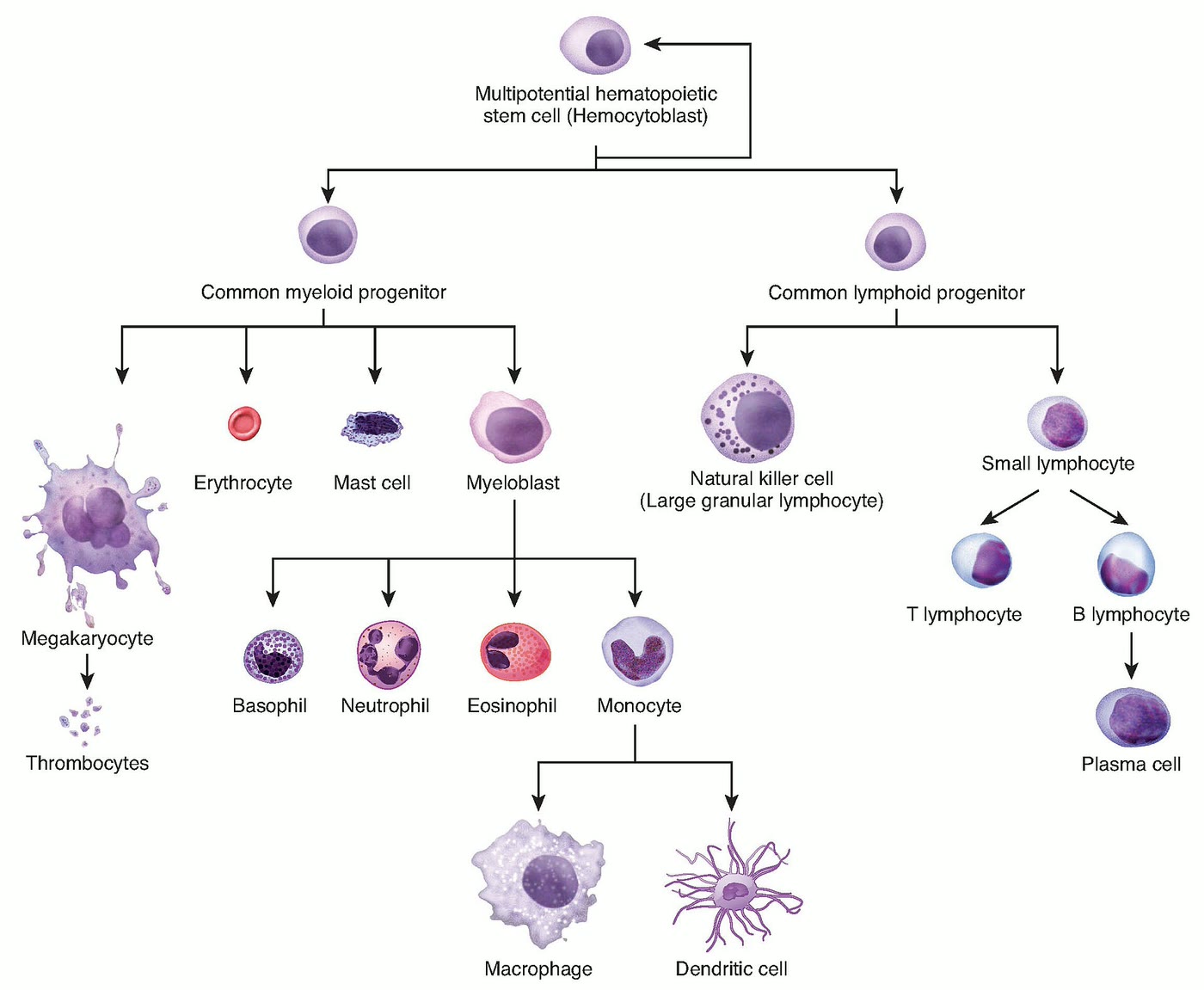 Esquema da hematopoese, com a linhagem mieloide: progenitor, eritrócito, mastócito, granulócitos, monócito e plaquetas