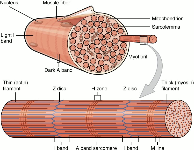 Esquema de uma fibra muscular esquelética, com núcleo, sarcolema, mitocôndria, miofibrilas e sarcômero