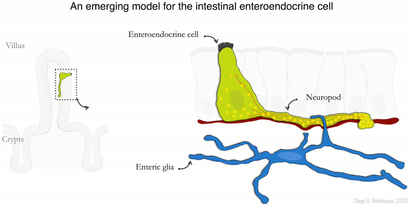 Esquema de uma célula enteroendócrina no epitélio do intestino, com um prolongamento semelhante ao de um neurônio (neurópode) junto a uma célula glial entérica