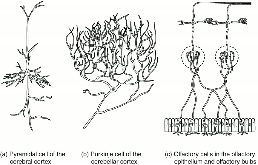 Ilustração anatômica: Célula piramidal (Pyramidal Cells)