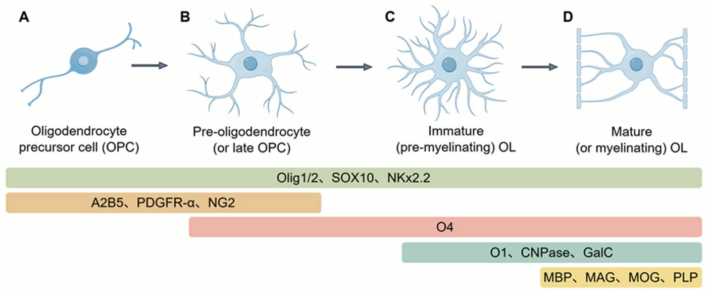 Ilustração anatômica: Célula precursora de oligodendrócito (Oligodendrocyte Precursor Cells)