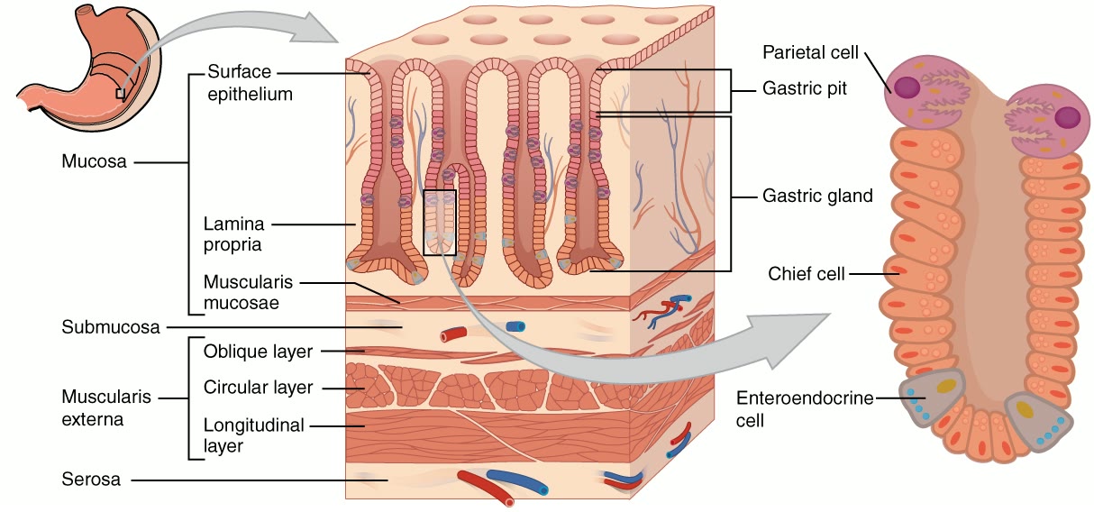 Esquema de uma glândula gástrica com a célula principal, a célula parietal e a célula enteroendócrina indicadas