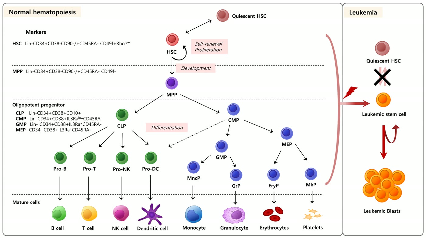Ilustração anatômica: Célula progenitora linfoide (Lymphoid Progenitor Cells)