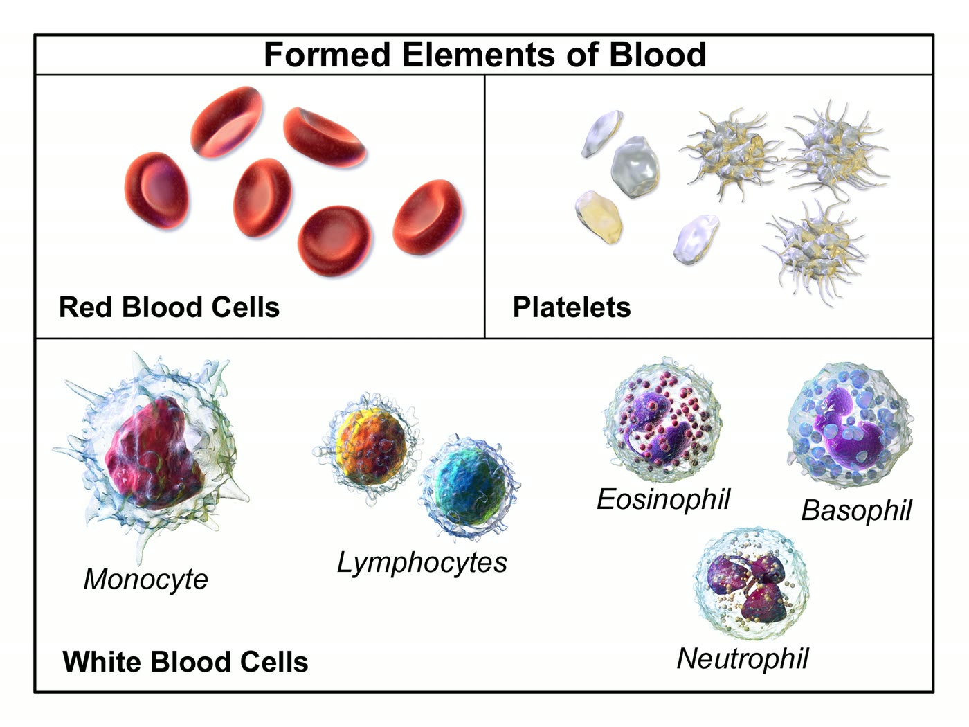 Ilustração anatômica: Célula sanguínea (Blood Cells)