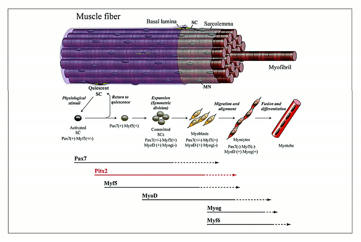 Ilustração anatômica: Célula satélite do músculo esquelético (Skeletal Muscle Satellite Cells)