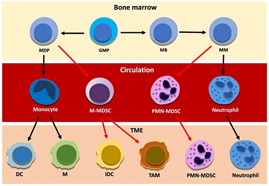 Ilustração anatômica: Célula supressora derivada de mieloide (Myeloid-Derived Suppressor Cells)
