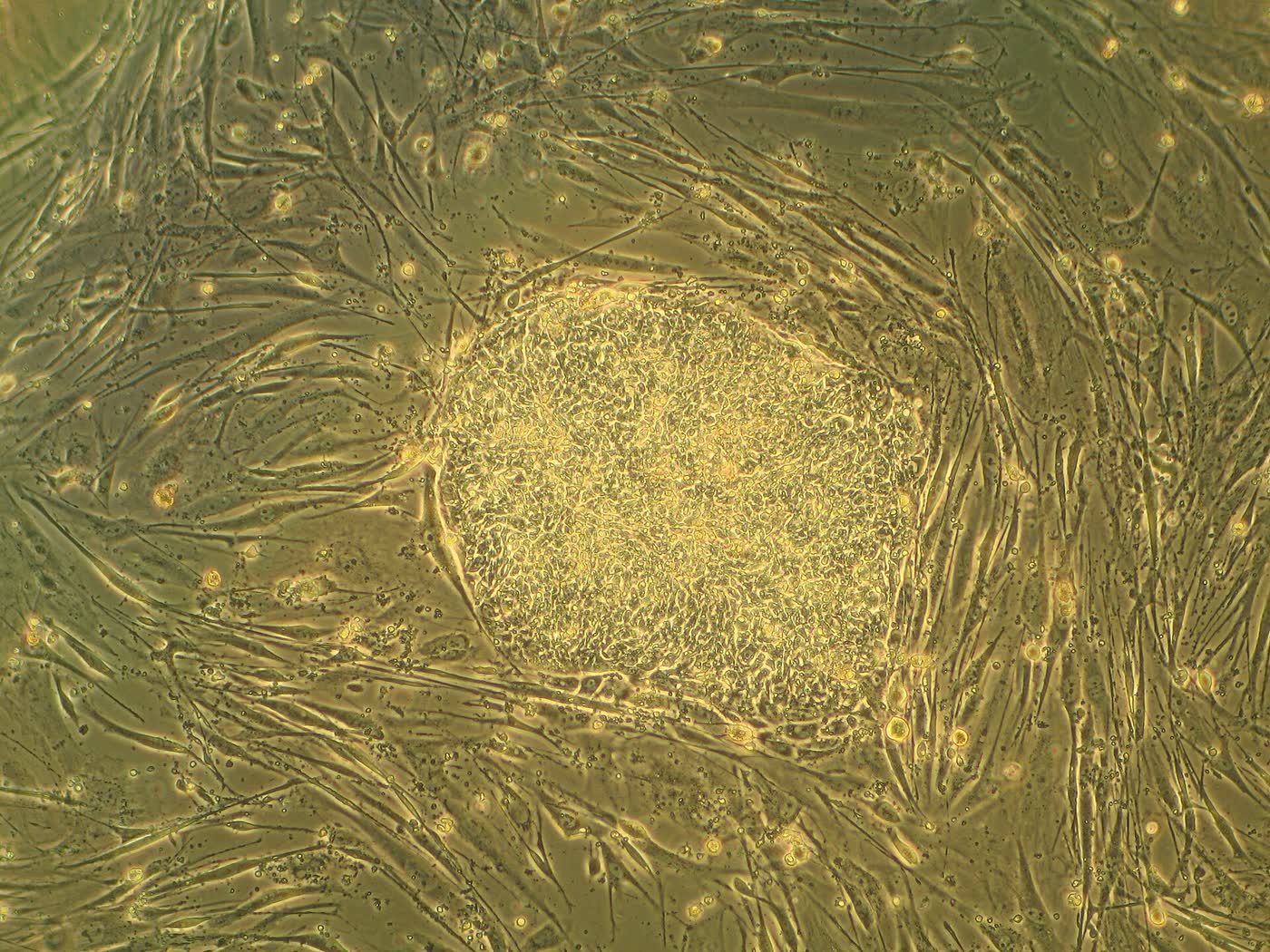 Ilustração anatômica: Célula-tronco embrionária (Embryonic Stem Cells)