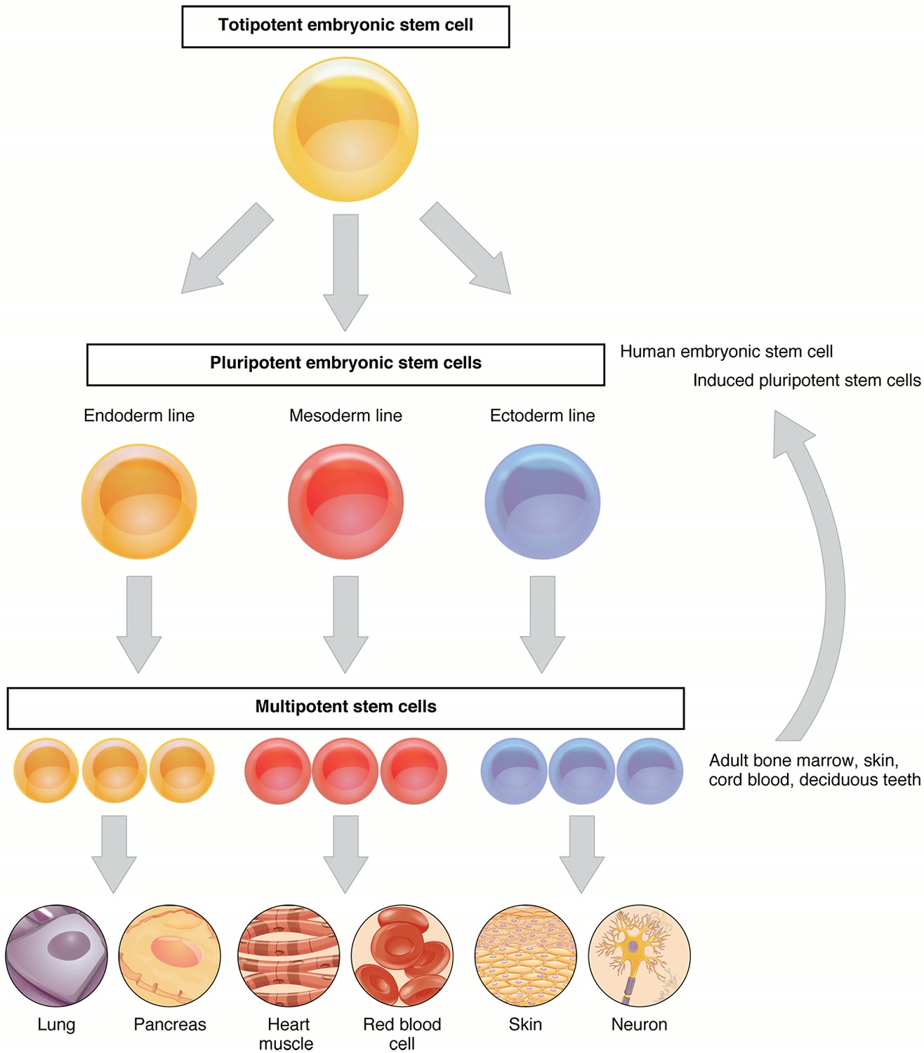 Ilustração anatômica: Célula-tronco pluripotente (Pluripotent Stem Cells)