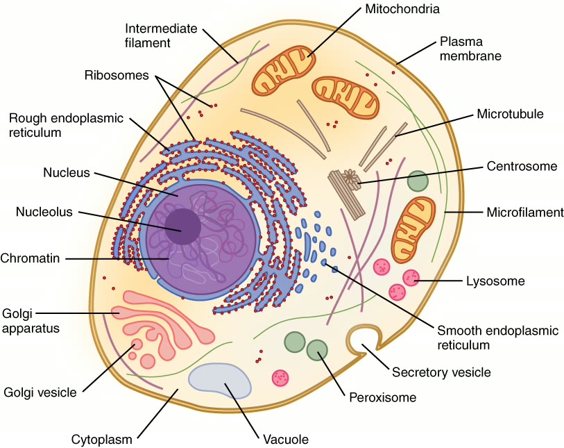 Ilustração anatômica: Célula (Cell)
