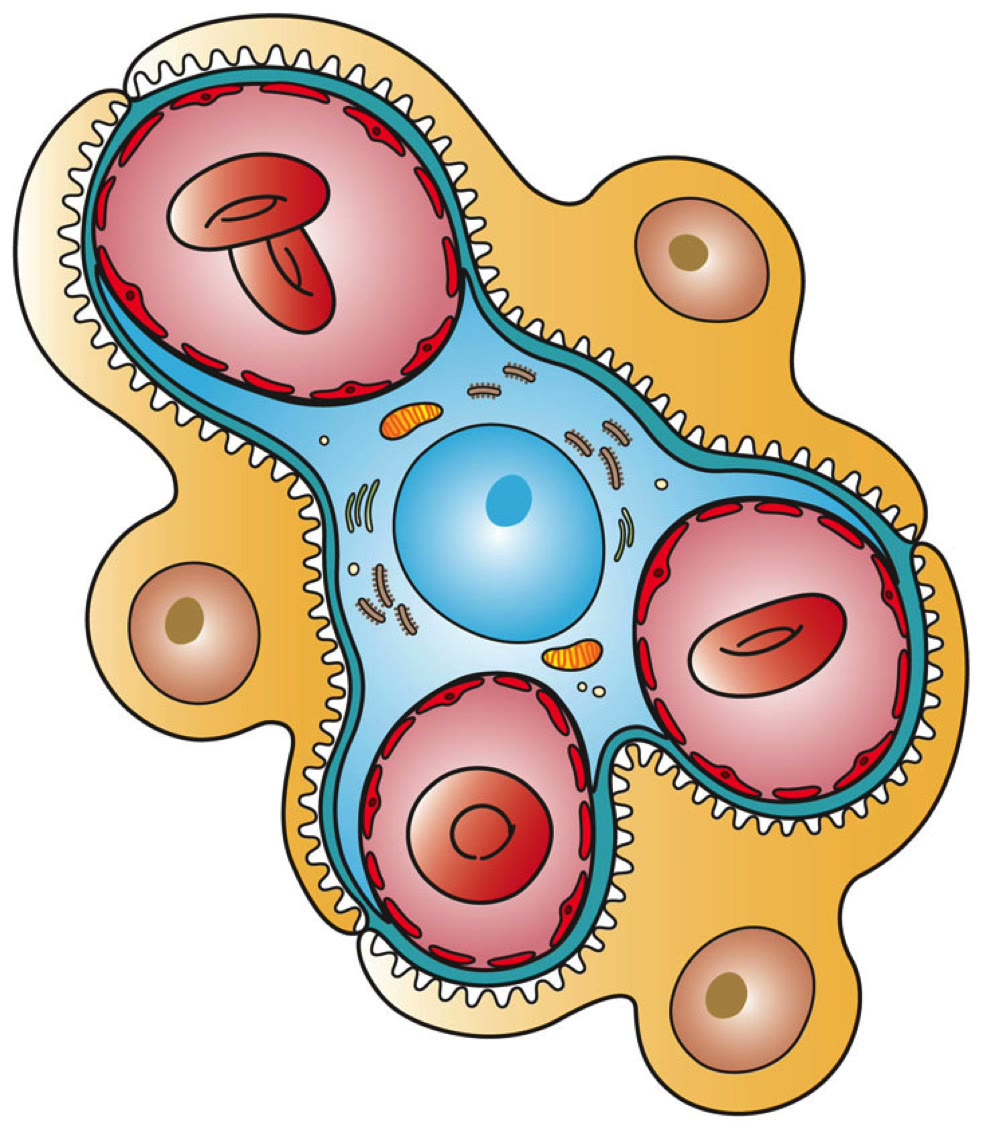 Ilustração anatômica: Células mesangiais (Mesangial Cells)